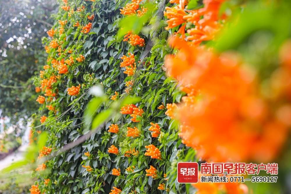 美 炸 了 炮仗花寒风中盛放 给南宁增添了一道靓丽的风景线 柬埔寨头条